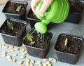 Pumpkin seedlings in a pan.Sprouted seedlings are planted on a black tray and watered from a watering can Royalty Free Stock Photo