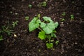 Pumpkin seedlings planted in the soil in the garden. Pumpkin sprout, green plants, agriculture. Royalty Free Stock Photo