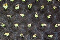 Pumpkin seedlings in trays