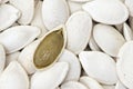 Pumpkin seeds Royalty Free Stock Photo