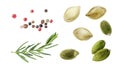 Pumpkin seeds rosemary peppercorns seeds set watercolor painting isolated on white background
