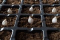 Pumpkin seeds in the soil, black plastic reusable tray with ground. Planting vegetable seeds. Close up