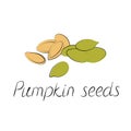 Pumpkin seeds vector. Vegetarian food or snack illustration