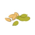 Pumpkin seeds vector. Vegetarian food or snack illustration