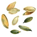 Pumpkin seeds, watercolor with clipping paths