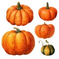 pumpkin set. autumn holiday, harvest, thanksgiving. orange pumpkins, vintage style illustration