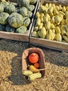 Pumpkin shop at pumpkin patch Royalty Free Stock Photo