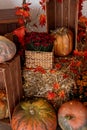 Pumpkin shop. Pumpkins in baskets and boxes. Many different pumpkins for sale. Concept of autumn, harvest and Royalty Free Stock Photo