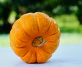 Pumpkin is a sign of Halloween day