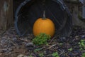 Pumpkin sits in a tipped over whiskey barrel Royalty Free Stock Photo