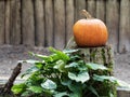 Pumpkin sitting on a tree stump surrounded by green leaves and wooden fence in the background, perfect for fall and Halloween Royalty Free Stock Photo