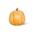 Pumpkin sketch draw isolated over white background