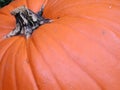 Pumpkin Skin Royalty Free Stock Photo