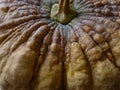 pumpkin,The skin of the fruit is unique