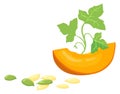 Pumpkin slice with seeds and sprout. Cartoon vegetable plant