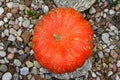 Pumpkin on the small stones Royalty Free Stock Photo