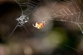 Pumpkin Spider Weaving a Spider Web in the Fall Royalty Free Stock Photo