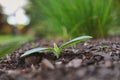 Pumpkin Sprout in Garden Soil Royalty Free Stock Photo