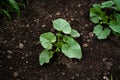 Pumpkin sprouts grow from fertile ground. Leaves of young pumpkin plant growing in a soil. Squash seedling in the soil Royalty Free Stock Photo