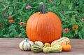 Pumpkin Royalty Free Stock Photo