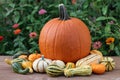 Carvinal acorn squash Royalty Free Stock Photo