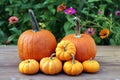 Carvinal acorn squash Royalty Free Stock Photo