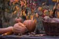 Pumpkin, Squash. Happy Thanksgiving Day Background. Autumn Thanksgiving Pumpkins over wooden background, still-life. Beautiful Hol Royalty Free Stock Photo