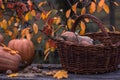 Pumpkin, Squash. Happy Thanksgiving Day Background. Autumn Thanksgiving Pumpkins over wooden background, still-life. Beautiful Hol Royalty Free Stock Photo