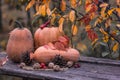 Pumpkin, Squash. Happy Thanksgiving Day Background. Autumn Thanksgiving Pumpkins over wooden background, still-life. Beautiful Hol Royalty Free Stock Photo