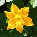 Pumpkin, Squash plant. Squash, courgette, pumpkin, vegetable marrow yellow flower with green leaves blossoming. Vegetable as a Royalty Free Stock Photo