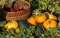 Pumpkin squash with a wicker basket with red viburnum berry in the garden. Royalty Free Stock Photo