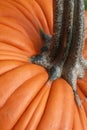 Pumpkin stem