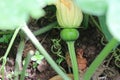 Pumpkin stem from flowers, Bud of pumpkin flower in the garden Royalty Free Stock Photo