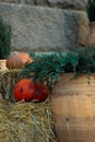 Pumpkin and straw near green thuja in front of stone wall. Halloween decoration