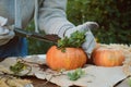 Pumpkin succulent planter. DIY decoration for Thanksgiving day. Royalty Free Stock Photo