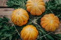 Pumpkin thanksgiving background - orange pumpkins over green leaves and wooden background Royalty Free Stock Photo