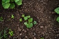 Pumpkin tiny sprout planted in the garden, field. Squash seedling planted in the soil on the field. Agriculture, plant Royalty Free Stock Photo