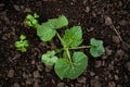 Pumpkin tiny sprout planted in the garden, field. Squash seedling planted in the soil on the field. Agriculture, plant Royalty Free Stock Photo