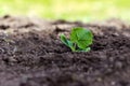 Pumpkin tiny sprout planted in the garden; squash seedling planted in the soil in the field Royalty Free Stock Photo