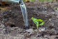 Pumpkin tiny  sprout is watered from a watering can in  the field; water is pouring from the watering can to seedling planted in t Royalty Free Stock Photo