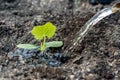 Pumpkin tiny sprout is watered from a watering can in  the field; water is pouring from the watering can to seedling planted in th Royalty Free Stock Photo