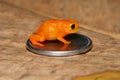 Pumpkin toadlet