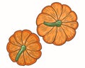 Pumpkin top view vector. Plucked seasonal autumn vegetables. Orange pumpkins. Thanksgiving day symbol. Hand drawing