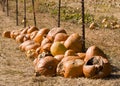 Pumpkin Trail Royalty Free Stock Photo