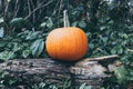 Pumpkin in the tree