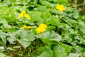 Pumpkin tree and flower: soft focus