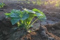 Pumpkin tree growing in the garden