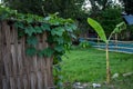 Pumpkin trees are scattered around the house. Image of the natural beauty of the villages of Bangladesh