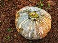 pumpkin and two insects (insects\'s name,orthomorpha coaratata, sinhala name-hakaralla). Royalty Free Stock Photo