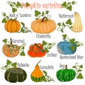 Pumpkin varieties performed in a colorful hand drawn format for illustrations at agricultural fairs.